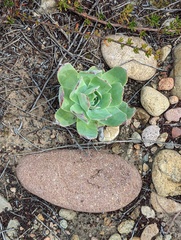 Dudleya pulverulenta