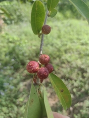 Ficus pertusa