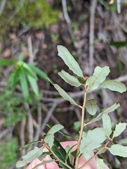 Quercus × acutidens