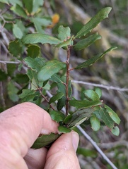 Quercus × acutidens