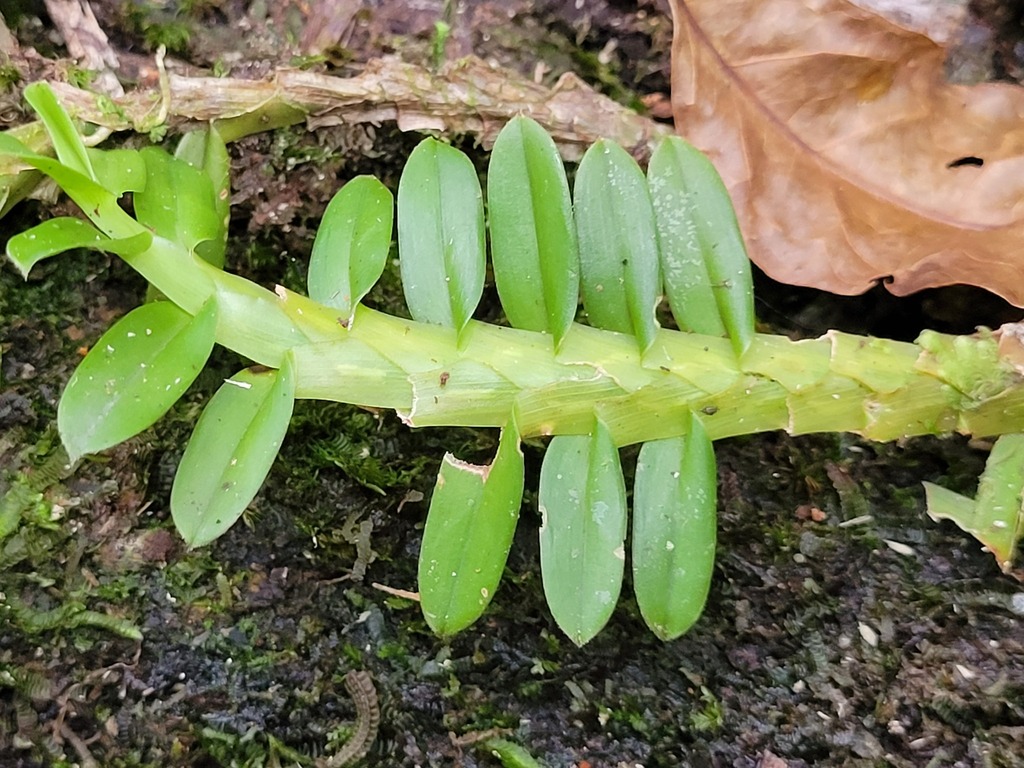 Dichaea kegelii
