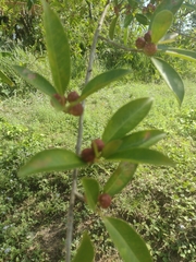 Ficus pertusa