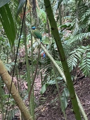 Momotus aequatorialis