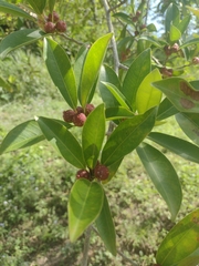 Ficus pertusa