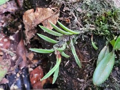 Maxillaria uncata
