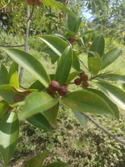 Ficus pertusa