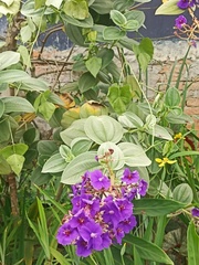 Pleroma heteromallum