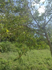 Ficus pertusa