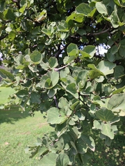 Dombeya rotundifolia