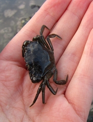 Carcinus maenas