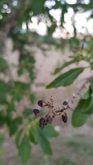 Cestrum nitidum