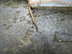 Caenoplana