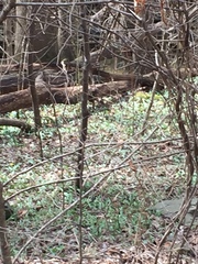 Erythronium rostratum