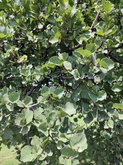 Dombeya rotundifolia