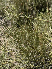Ephedra californica