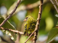 Crithagra hyposticta