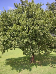 Dombeya rotundifolia