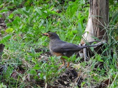 Turdus abyssinicus