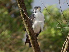 Buteo augur