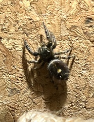 Phidippus audax