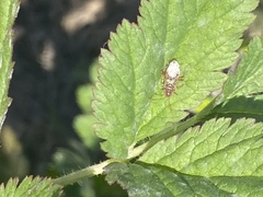 Liorhyssus
