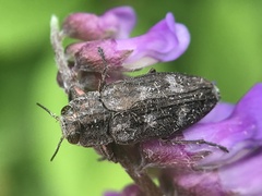 Chrysobothris rotundicollis