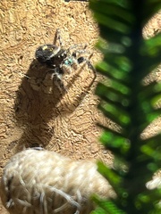 Phidippus audax
