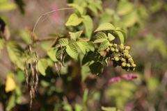 Rubus apetalus