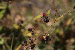 Rubus apetalus