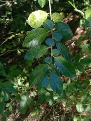 Azara serrata