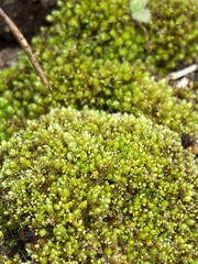 Bryum dichotomum