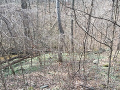 Erythronium rostratum