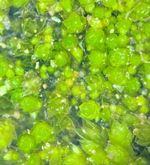 Bryum dichotomum
