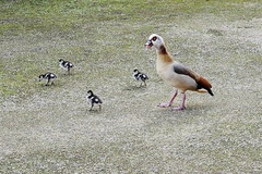 Alopochen aegyptiaca