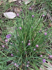 Allium schoenoprasum