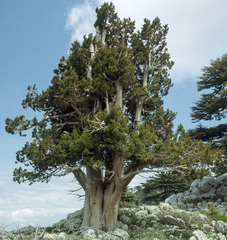 Juniperus foetidissima
