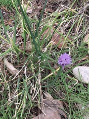 Allium schoenoprasum