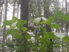 Bronchocela jubata