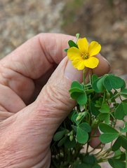 Oxalis californica
