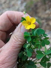 Oxalis californica