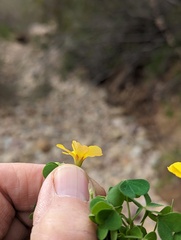 Oxalis californica
