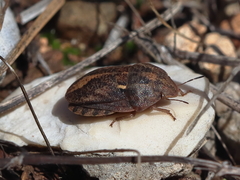 Eurygaster integriceps
