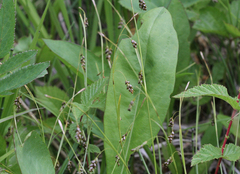 Carex capillaris