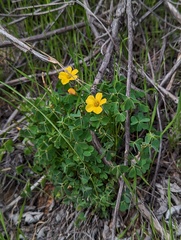 Oxalis californica