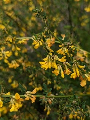 Acmispon glaber glaber