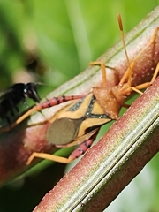 Crinocerus sanctus
