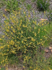 Acmispon glaber glaber