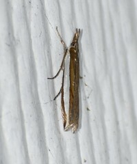 Crambus quinquareatus