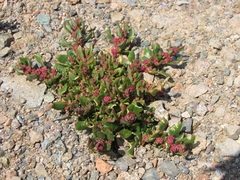 Mesembryanthemum nodiflorum