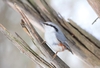 Eurasian Nuthatch - Photo (c) Павел, some rights reserved (CC BY-NC), uploaded by Павел